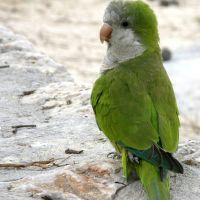 15 15