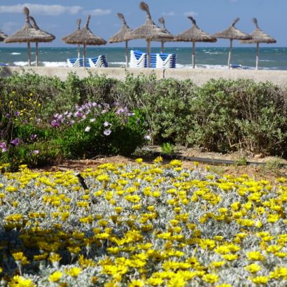 blumen playadepalma800x545 blumen playadepalma800x545