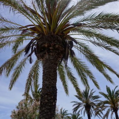 palme800x545 palme800x545