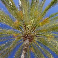 palme800x545 palme800x545