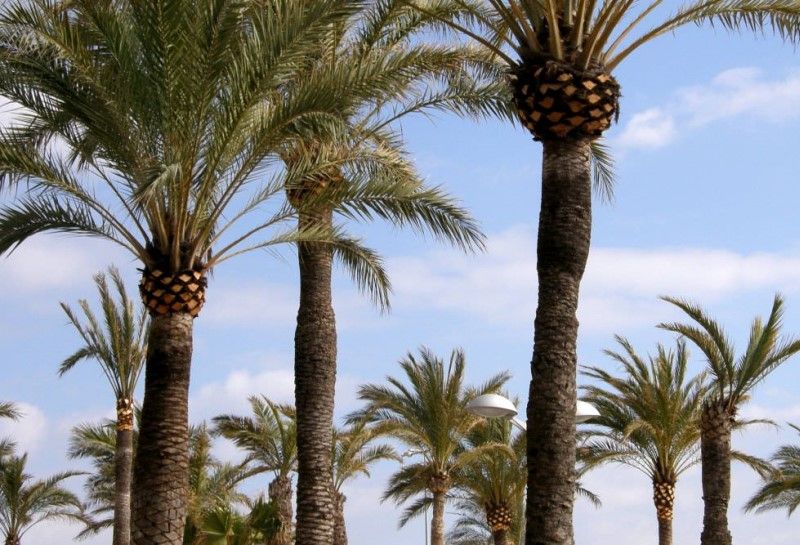 Palmen auf Mallorca