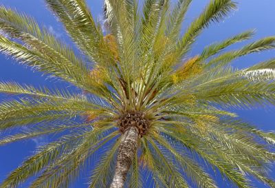 Silhouette einer Palme von unten gesehen