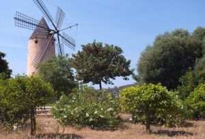 alte mallorquinische Windmuehle am Ortseingang von Santa Ponsa