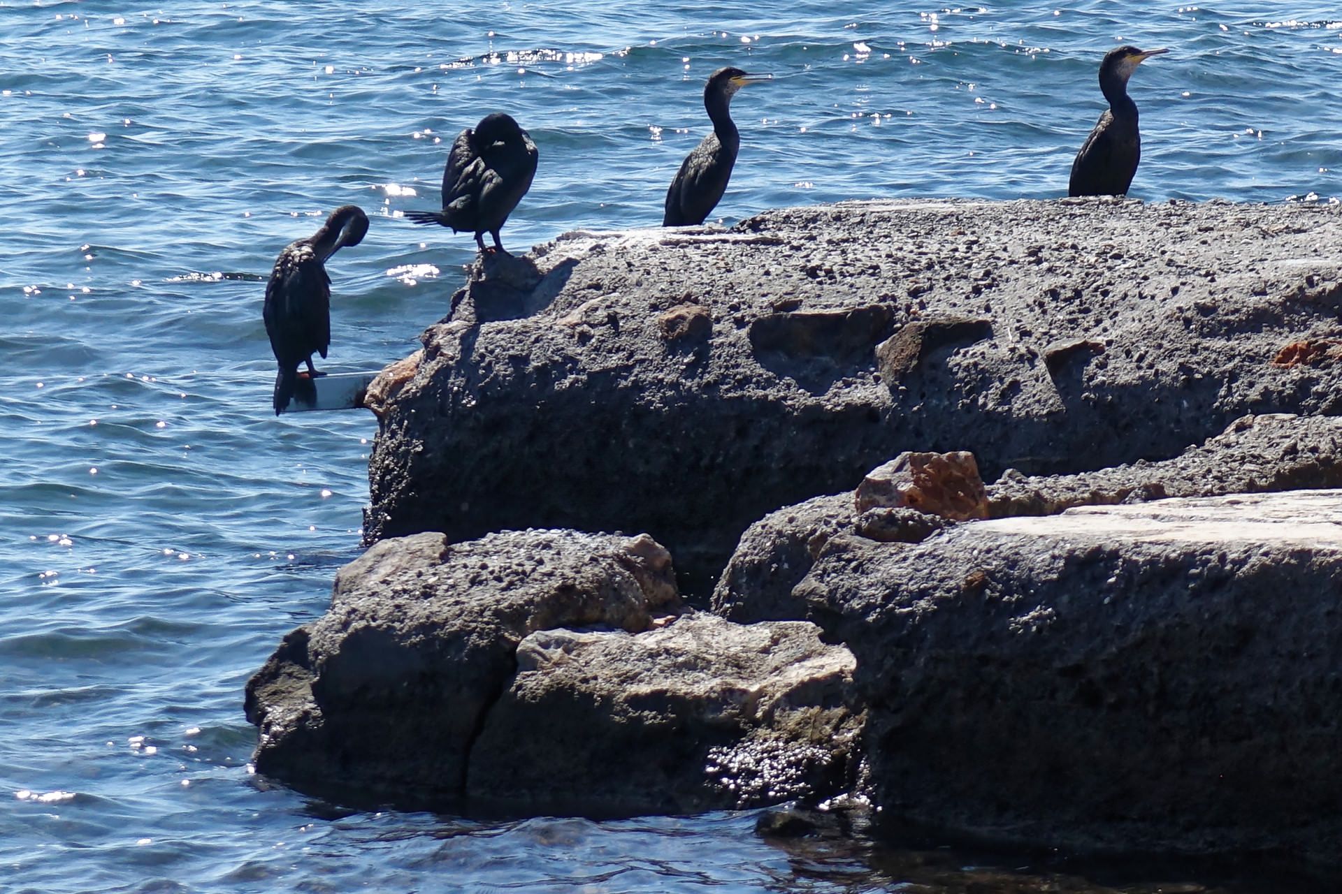 Wasservögel rasten am Ufer 