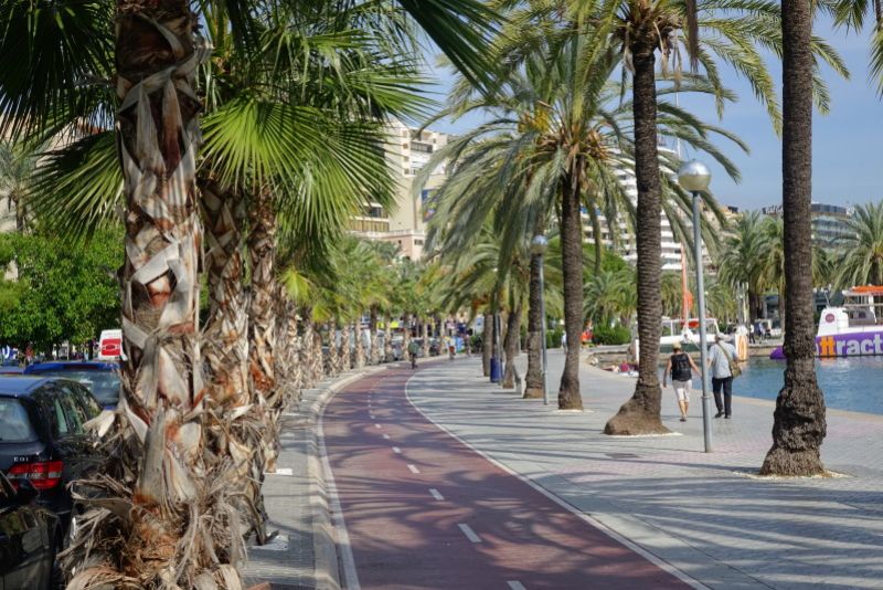 Radweg entlang von Palmen am Hafen